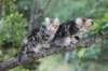phebeandpaulos48_small.jpg