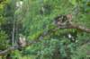phebeandpaulos53_small.jpg