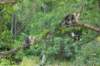phebeandpaulos54_small.jpg