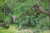 phebeandpaulos57_small.jpg