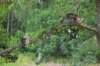 phebeandpaulos58_small.jpg
