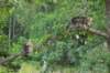 phebeandpaulos59_small.jpg