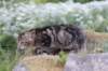 phebegirl13weeks11826_small.jpg