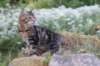phebegirl13weeks11828_small.jpg