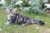 phebegirl13weeks11834_small.jpg