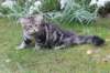 phebegirl13weeks11835_small.jpg