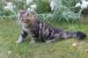 phebegirl13weeks11836_small.jpg