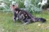 phebegirl13weeks11837_small.jpg