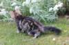 phebegirl13weeks11838_small.jpg