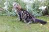phebegirl13weeks11841_small.jpg