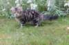 phebegirl13weeks11843_small.jpg