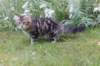 phebegirl13weeks11844_small.jpg