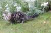 phebegirl13weeks11845_small.jpg