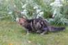 phebegirl13weeks11846_small.jpg
