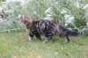 phebegirl13weeks11847_small.jpg