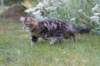 phebegirl13weeks11849_small.jpg