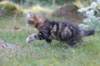 phebegirl13weeks11851_small.jpg