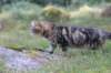 phebegirl13weeks11852_small.jpg