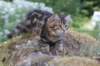 phebegirl13weeks11858_small.jpg