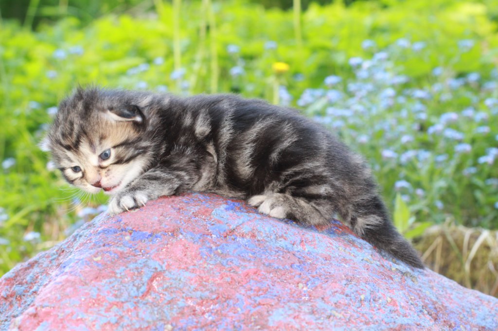 phebegirl2weeks2days29515.jpg