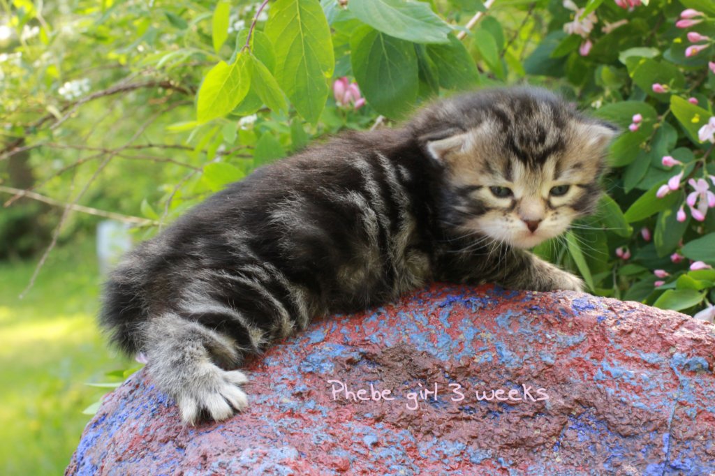 phebeimg_1077.jpg