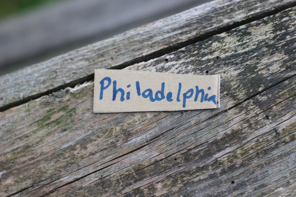 philadelphia6weeks24623.jpg
