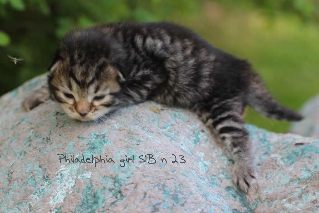 philadelphiagirlsibn23.jpg