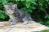 philippus1month1_small.jpg