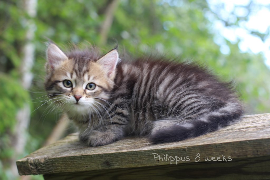 philippus8weeks1.jpg