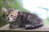 philippus8weeks23_small.jpg