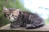 philippus8weeks24_small.jpg