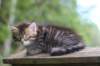 philippus8weeks25_small.jpg