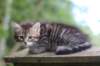 philippus8weeks26_small.jpg