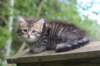 philippus8weeks27_small.jpg