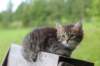 philippus8weeks28_small.jpg
