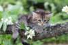 philippus8weeks29_small.jpg