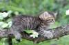 philippus8weeks32_small.jpg