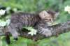 philippus8weeks33_small.jpg