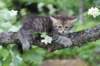 philippus8weeks34_small.jpg