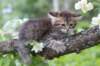 philippus8weeks36_small.jpg