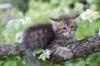 philippus8weeks37_small.jpg