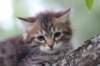 philippus8weeks38_small.jpg