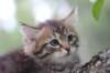 philippus8weeks39_small.jpg
