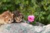 img_1388_small.jpg