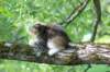 pina105viikkoa4859_small.jpg