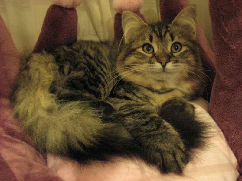 siberiankittenamurinpaula10.jpg