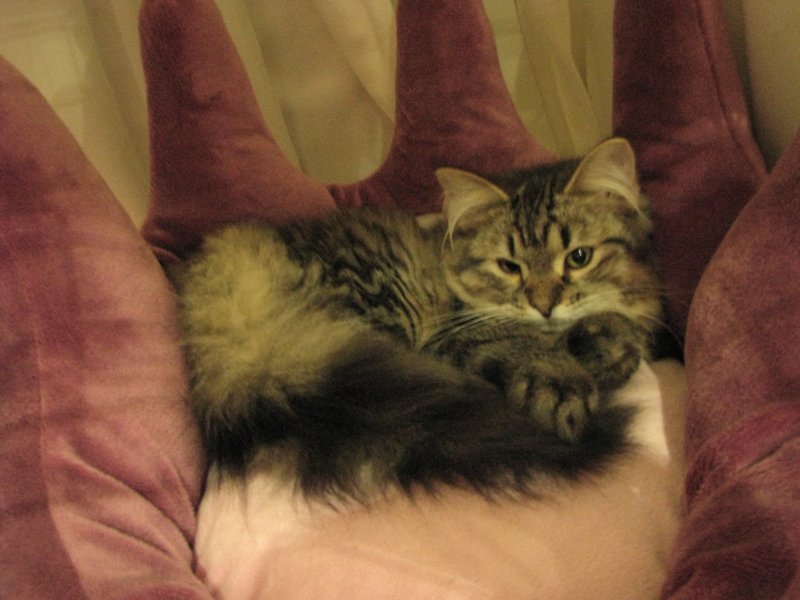siberiankittenamurinpaula15.jpg