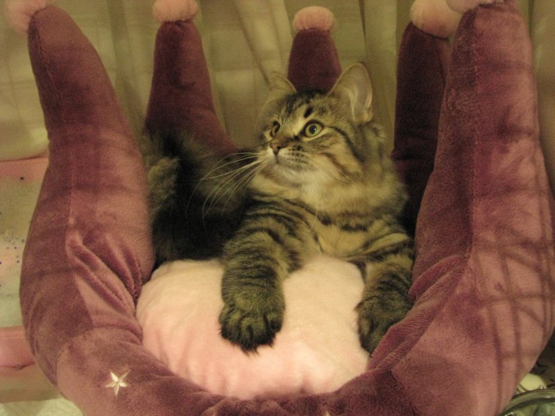 siberiankittenamurinpaula19.jpg