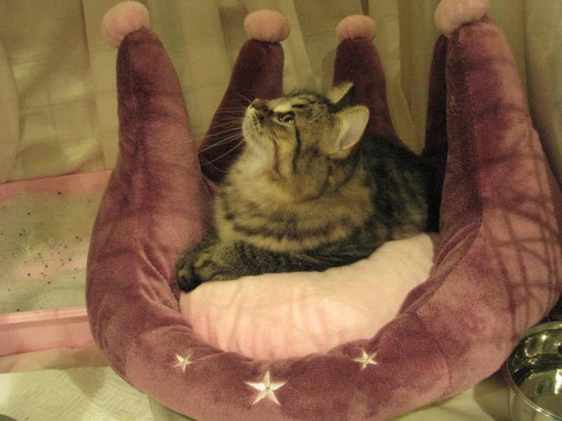 siberiankittenamurinpaula30.jpg