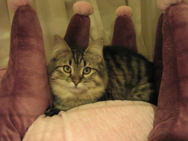 siberiankittenamurinpaula32.jpg